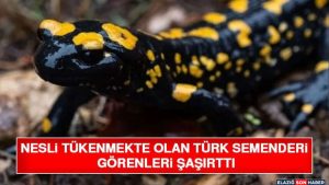 Nesli Tükenmekte Olan Türk Semenderi Görenleri Şaşırttı